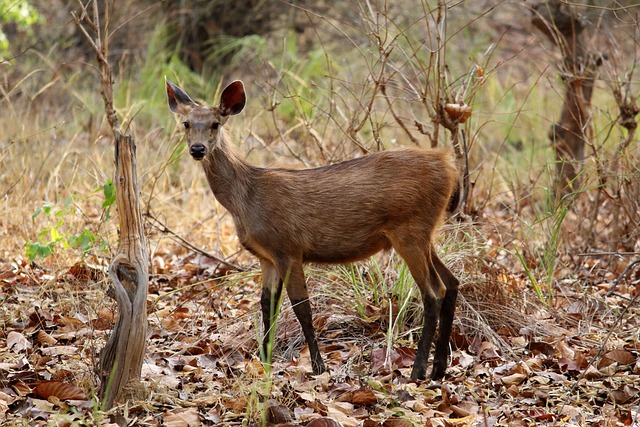 Bandhavgarh