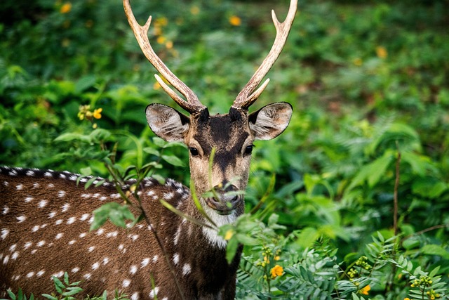 Kabini