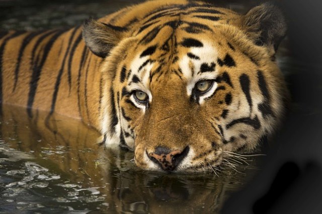 Nagarhole