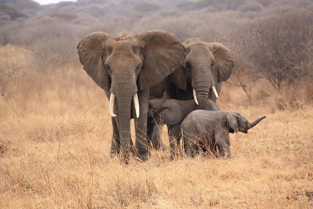 Tanzania